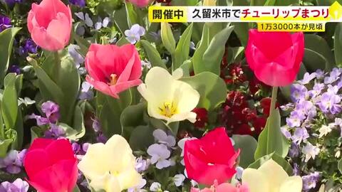 「チューリップまつり」開催中　１万３０００本が見頃　福岡・久留米市