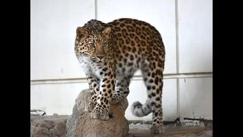 とべ動物園で初の「アムールヒョウ」５月１９日から一般公開「パートナー国内外で探す」【愛媛】