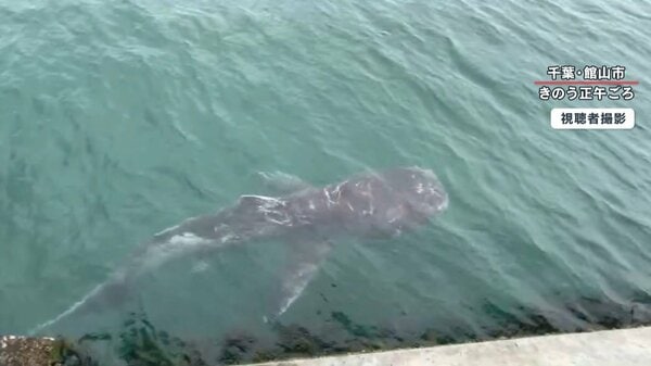 幻の巨大サメ メガマウス なぜ館山に 陸から発見は 奇跡 さかなクンも ギョ Fnnプライムオンライン