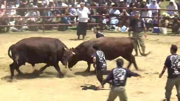 全国闘牛サミット」10年ぶりに久慈市で開催 牛同士の迫力あるぶつかり