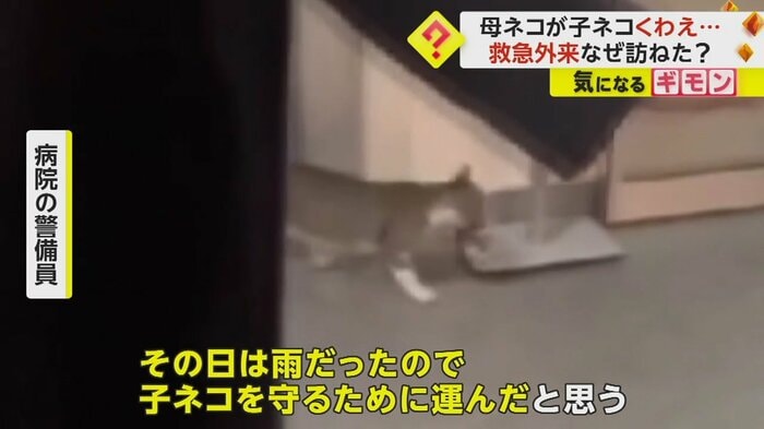 (IHA)