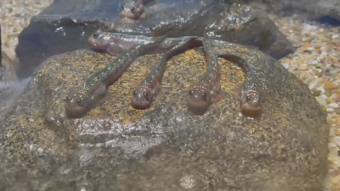 4匹が仲良く並ぶ姿も愛らしい　画像提供：アクアス