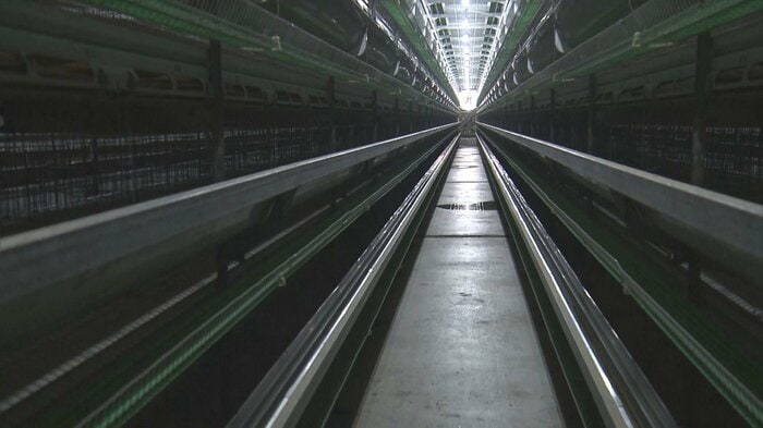 ニワトリが殺処分され空になった養鶏場