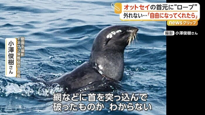 辺りを警戒するオットセイ