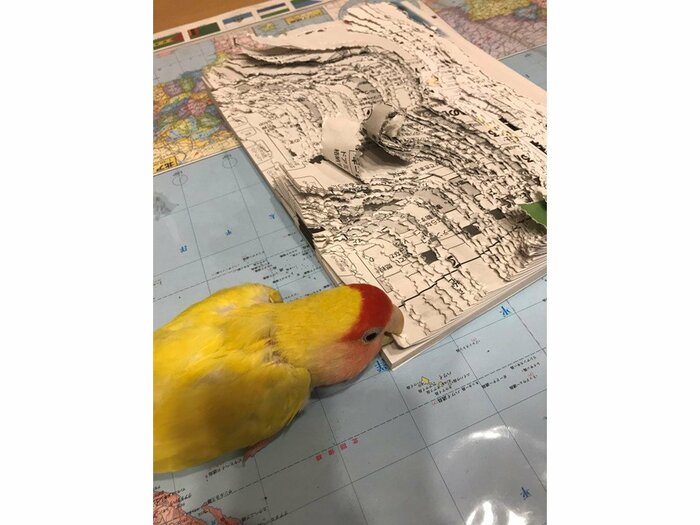 ガシガシ噛みちぎるピンキーちゃん