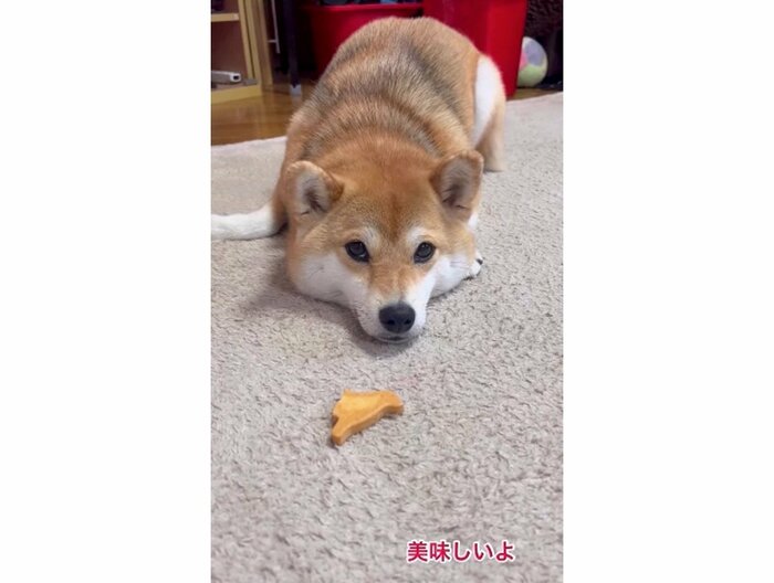 提供:柴犬ゆきちゃん