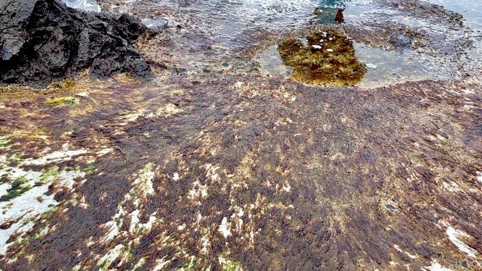 付着した岩ノリ（資料写真）