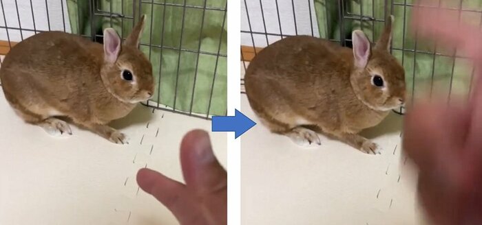 飼い主さんが「バーン」と撃つ仕草をすると…