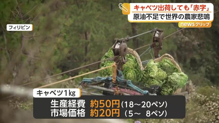 収穫されて運ばれていくキャベツ