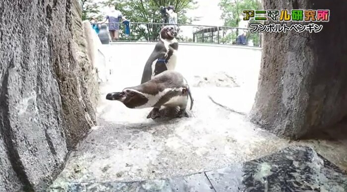 威嚇しているように見えるペンギン(手前)