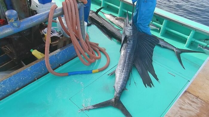 バショウカジキ