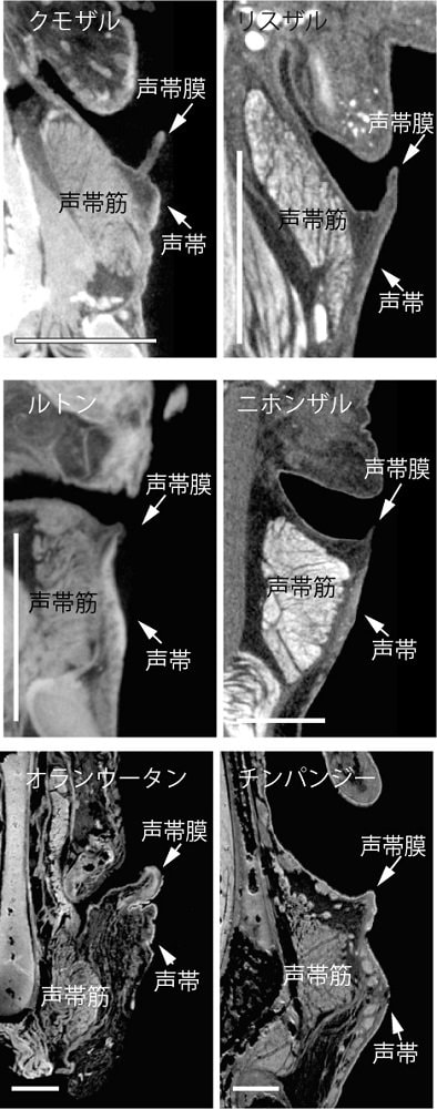 サル類の声帯膜(画像提供:京都大学ヒト行動進化研究センター・西村剛准教授)