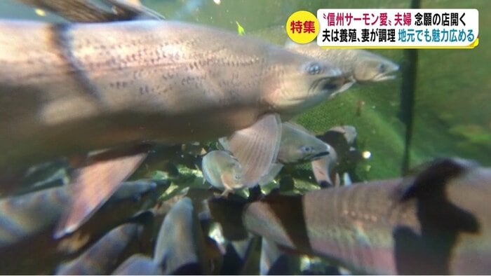養殖している信州サーモン