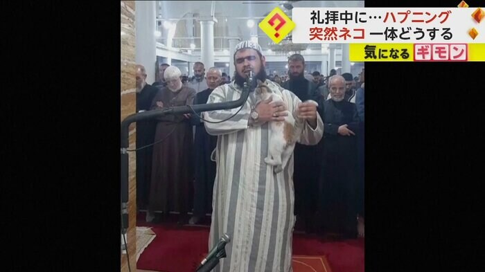 指導者はネコを抱きかかえようとする（The Official Page Of Sheikh Walid Mehsas）