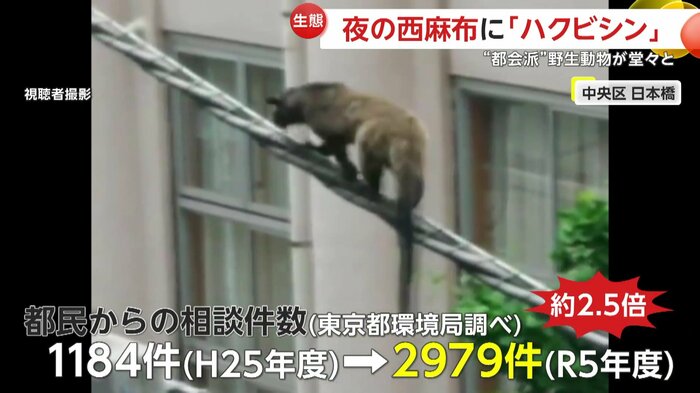 東京都で増加するハクビシン被害