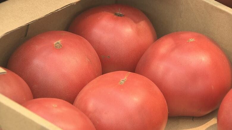 夏野菜が高い　前年よりトマト4割高、キュウリ2倍　猛暑と少雨、ひょう害も…全国の産地で生育不良　厳しい残暑が続き、今後への影響も懸念｜FNNプライムオンライン