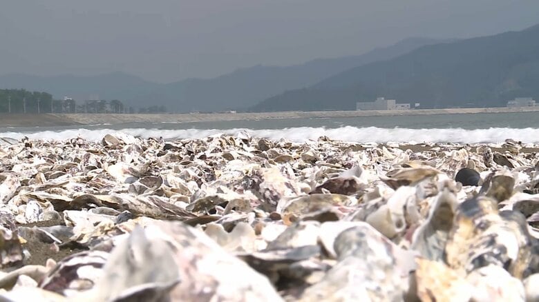 海岸に“白い異変”大量のカキ殻漂着　津波でさらに増加　海水浴場は今年も開設中止に【宮城・石巻】｜FNNプライムオンライン