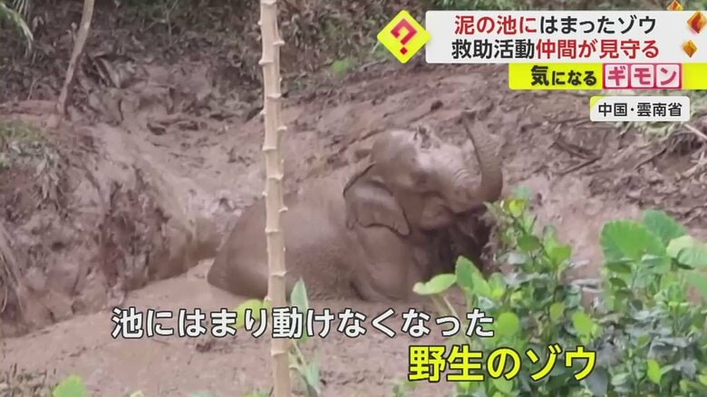 【ゾウの友情物語】泥池にはまった2.5トンの仲間　鼻や足で懸命に救助試みる　最後はショベルカーが出動して…中国・雲南省｜FNNプライムオンライン