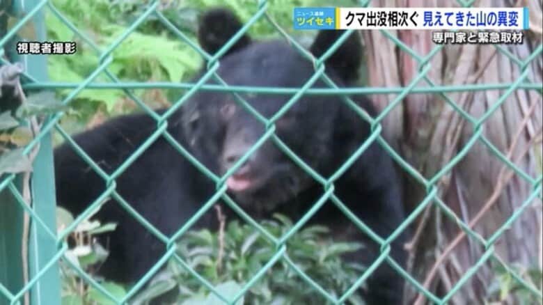 「クマがいなくなるか、私がいなくなるか…」広島市内にクマが出没 おびえる住民  シカが餌を食べつくしたか｜FNNプライムオンライン