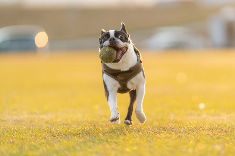 愛犬の命を奪ったバイク運転手に賠償命じる判決…法的には「モノ」である“ペットの死”に裁判所はなぜ慰謝料を認めたのか|FNNプライムオンライン