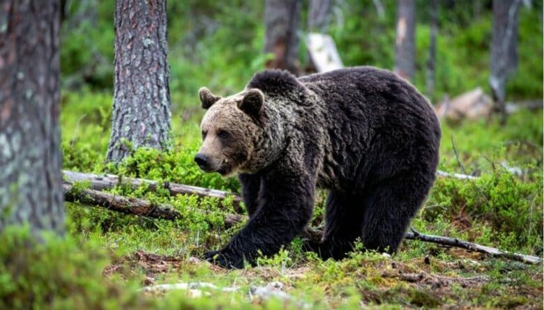 街に降りてくるクマが急増！？クマ被害に対する意識の大調査【1000人アンケート】