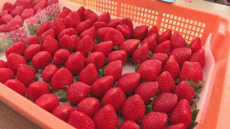 旬より約2ヵ月早く“秋のイチゴ”生産 オール電化の農業用ハウスで“超促成栽培”を実現 海外への出荷予定も 【福岡発】｜FNNプライムオンライン