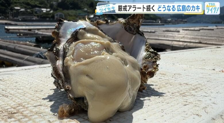 「厳戒アラート」続く広島カキ　大量死リスクにもがく生産者、冷凍拡充で活路を切り開く加工会社を追跡｜FNNプライムオンライン