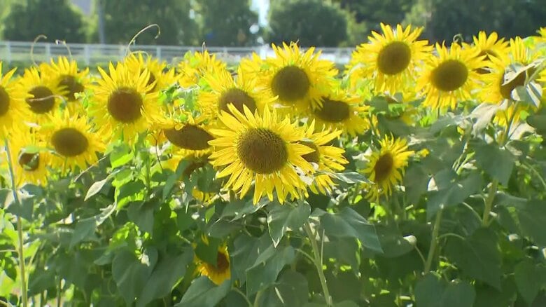 富山県立大学の夏の風物詩、10万株のひまわりが満開！「ムズムズくん」地上絵と迷路が話題に｜FNNプライムオンライン