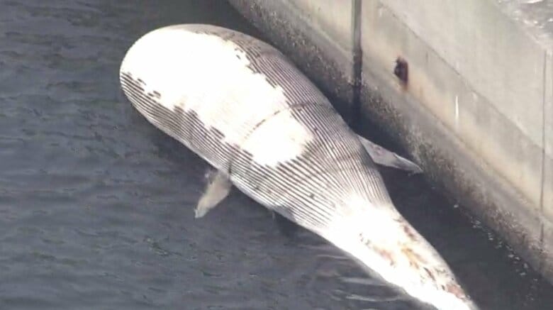体長約14メートル「クジラ」 神戸沖で死骸発見　防波堤に係留し24時間体制で警戒　クジラによる事故やけが人はなし｜FNNプライムオンライン