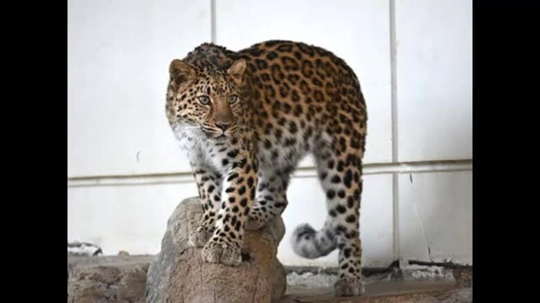 とべ動物園で初の「アムールヒョウ」５月１９日から一般公開「パートナー国内外で探す」【愛媛】｜FNNプライムオンライン