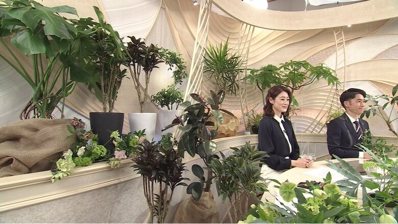 NBSスタジオを観葉植物で飾った…
