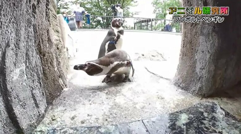 威嚇しているように見えるペンギン(手前)