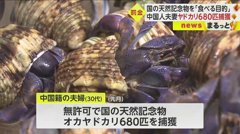 美しい色をした、国の天然記念物・オカヤドカリ。30代の夫婦が、許可なく680匹も所持していた