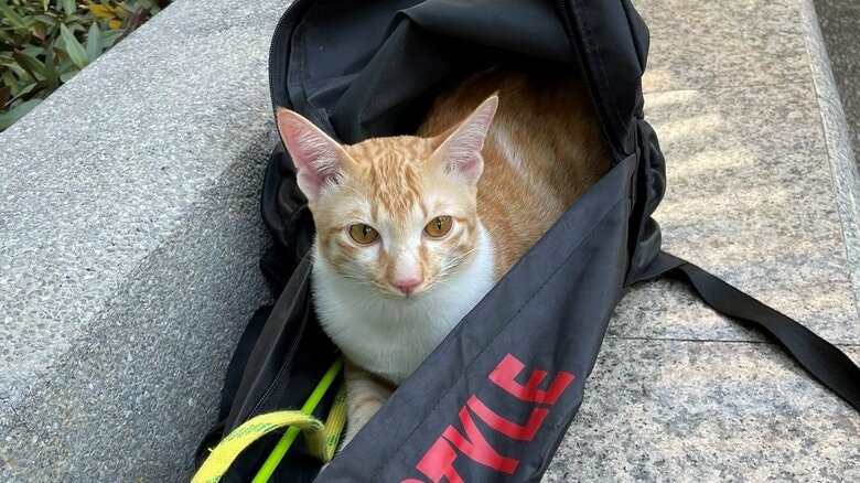 公園でもリュックから出たがらないことがあった