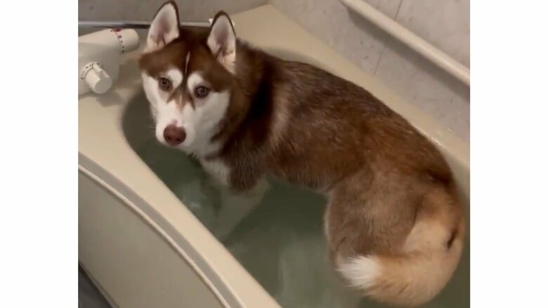 お風呂を満喫する琥珀くんの姿が