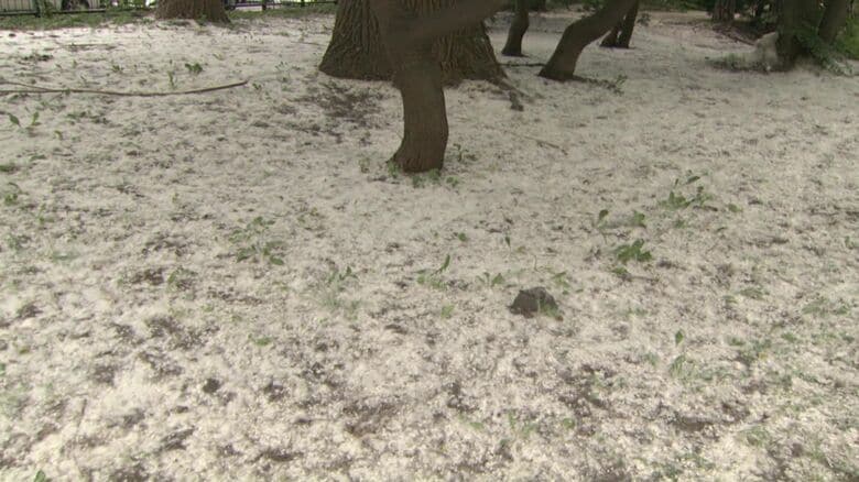 雪のように積もったポプラの綿毛