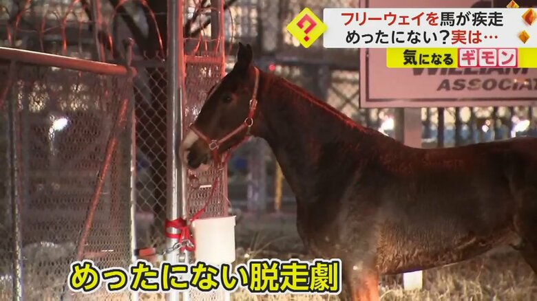 警察により確保された馬