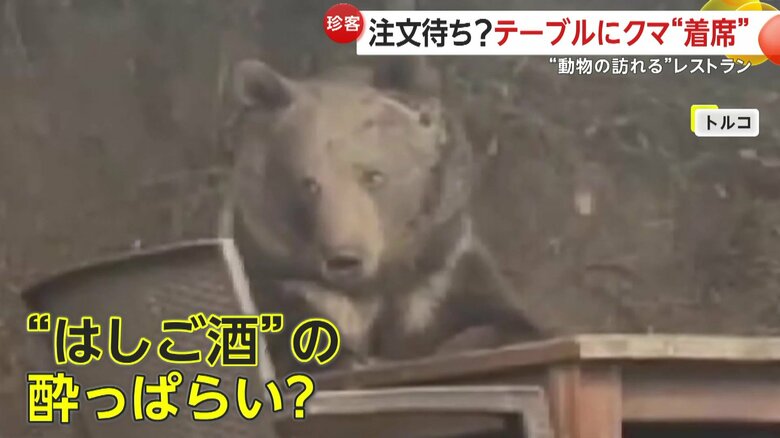 まるで、“はしご酒”で店に入った酔っぱらいのように見えなくもない状態のクマ