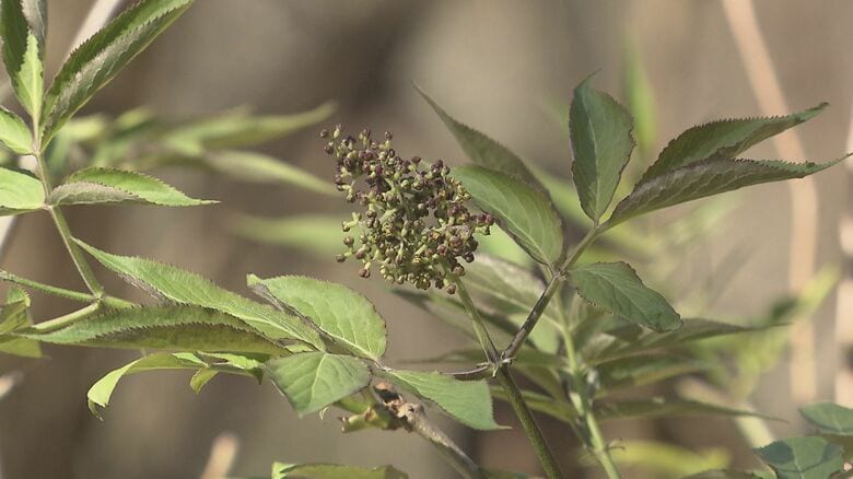 ニワトコのつぼみ