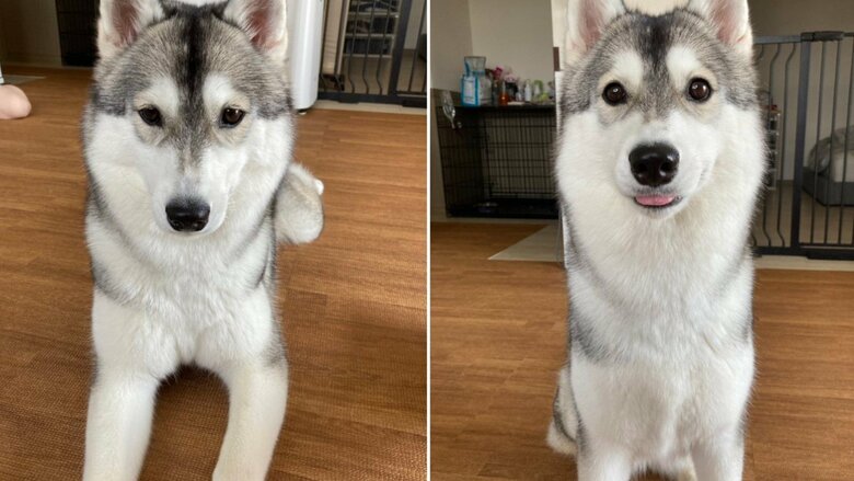 成長して舌を出す頻度は減ったが、たまに出るという