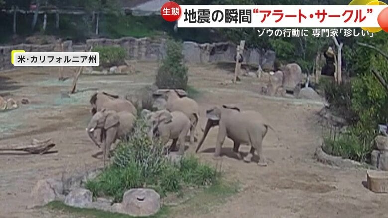 一斉に集まると、外を向いて円を作っていた5頭のゾウ