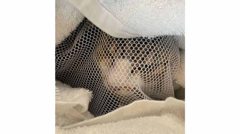 洗濯ネットとバスタオルに包まれた受診時の様子