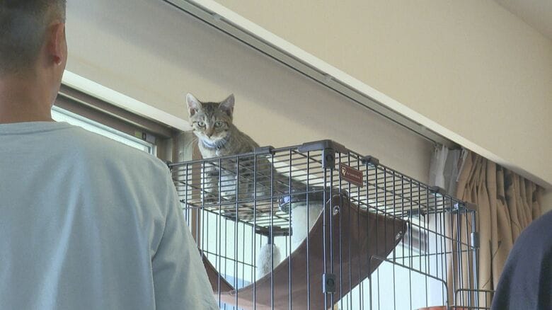 初めてケージの上にのぼった