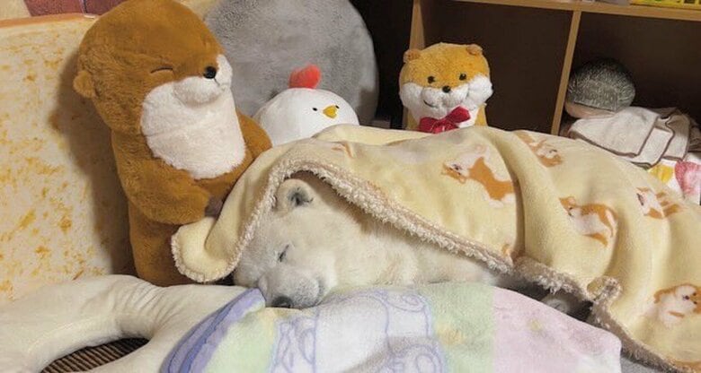 提供：しばわんこ生活さん