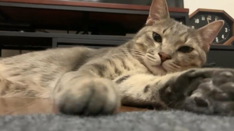 リラックスモードのドラちゃん