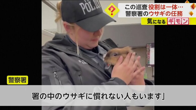 警察署の女性職員がウサギを抱き抱える