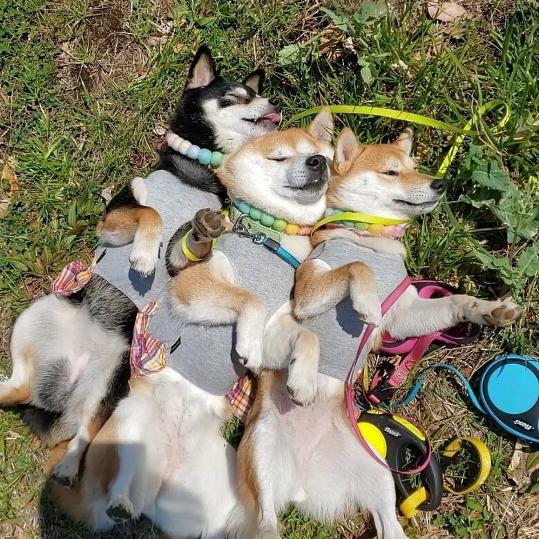 原っぱで気持ち良さそう