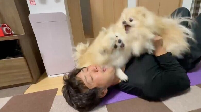 提供：愉快な3姉妹ポメラニアンちゃんねるさん