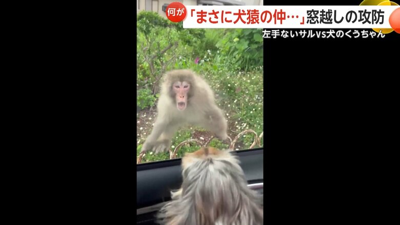 左手のないサルが口を大きく開け、威嚇するように窓へと飛びかかる一部始終⑥