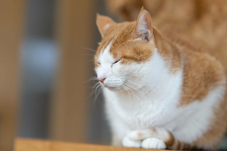 （画像はイメージ）